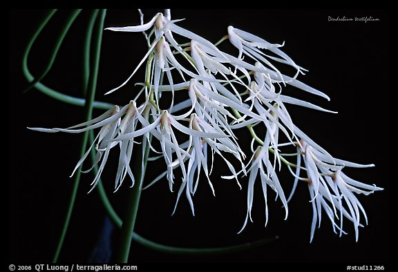 Dendrobium teretifolium. A species orchid (color)