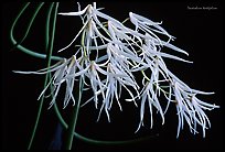 Dendrobium teretifolium. A species orchid ( color)