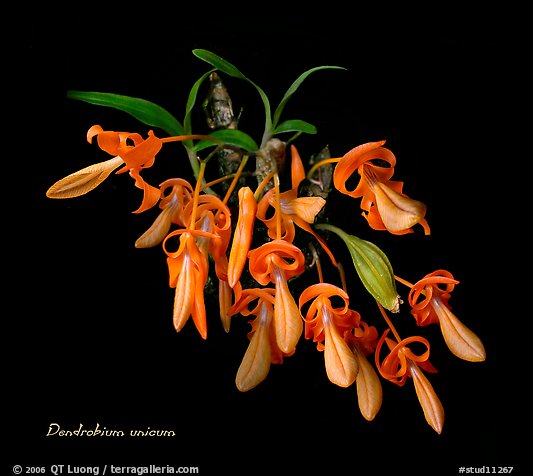 Dendrobium unicum. A species orchid