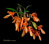 Dendrobium unicum. A species orchid