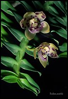 Dichaea pendula. A species orchid ( color)