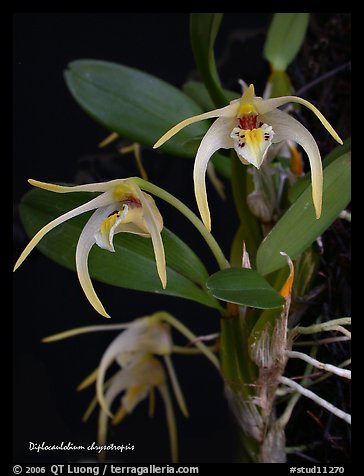 Diplocaulobium chrysotropsis. A species orchid (color)