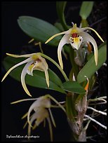 Diplocaulobium chrysotropsis. A species orchid ( color)