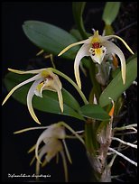 Diplocaulobium chrysotropsis. A species orchid (color)