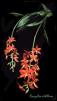Encyclia vitellina. A species orchid (color)