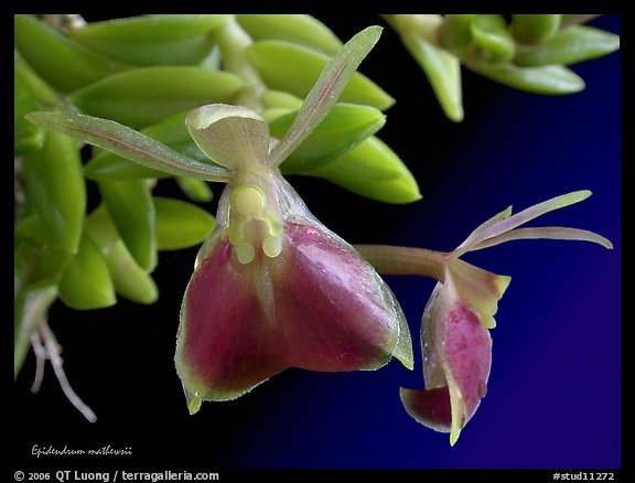 Epidendrum mathewsii. A species orchid (color)