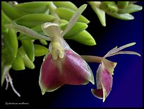 Epidendrum mathewsii. A species orchid