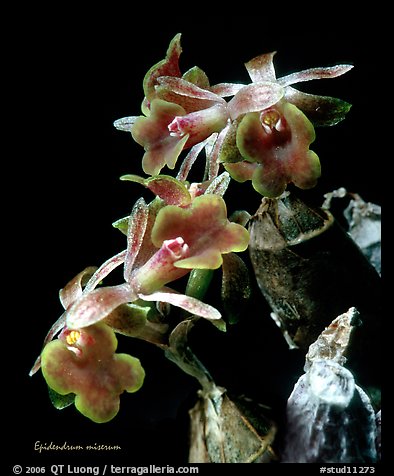 Epidendrum miserum. A species orchid (color)