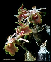 Epidendrum miserum. A species orchid