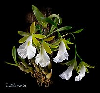 Euchile mariae. A species orchid