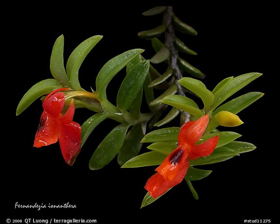 Fernandezia ionantha. A species orchid (color)