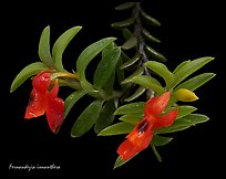 Fernandezia ionantha. A species orchid