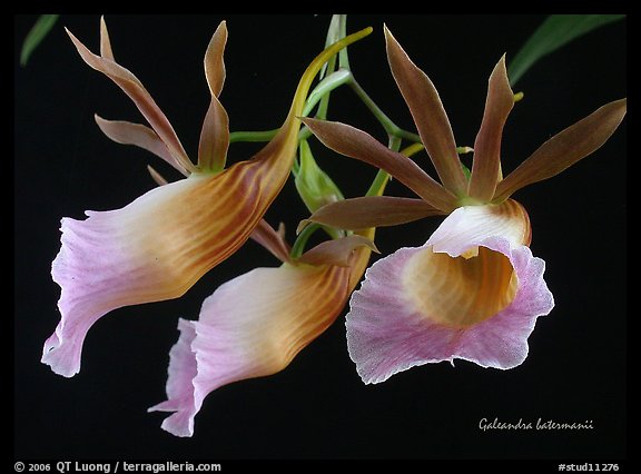 Galeandra batermanii. A species orchid (color)