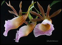 Galeandra batermanii. A species orchid