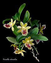 Haraella retrocalca. A species orchid ( color)