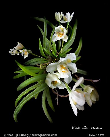 Hintonella mexicana. A species orchid (color)