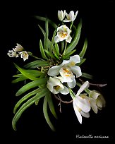 Hintonella mexicana. A species orchid