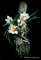 Holcoglossum flavescens. A species orchid ( color)