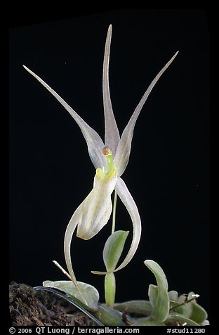 Homalopetallum pumilio. A species orchid (color)