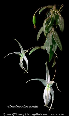 Homalopetalum pumilio. A species orchid (color)