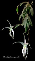 Homalopetalum pumilio. A species orchid (color)