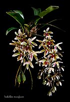 Inobulbon munificum. A species orchid ( color)