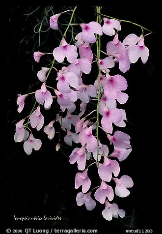 Ionopsis utricularioides. A species orchid (color)