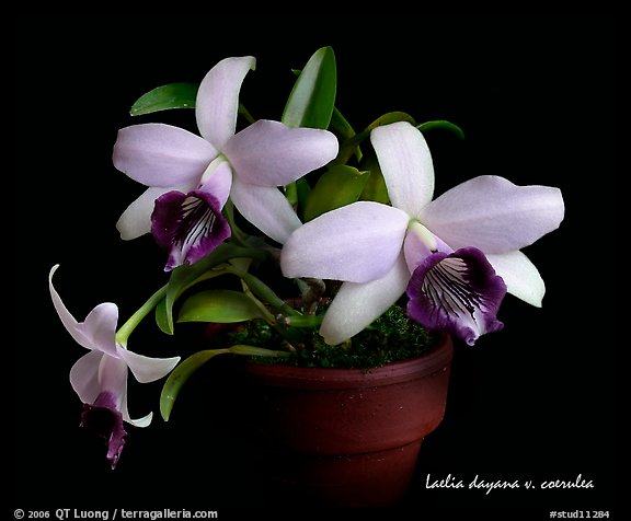 Laelia dayana v. coerulea. A species orchid (color)