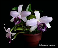 Laelia dayana v. coerulea. A species orchid (color)