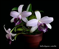 Laelia dayana v. coerulea. A species orchid