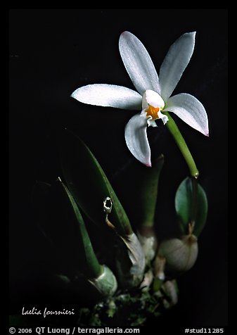 Laelia fournieri. A species orchid (color)