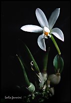 Laelia fournieri. A species orchid ( color)