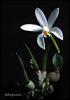 Laelia fournieri. A species orchid