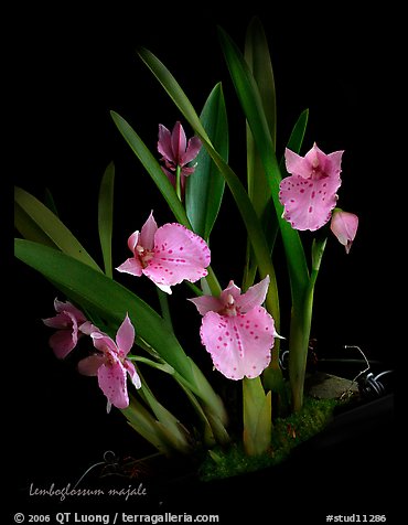 Lemboglossum majale. A species orchid (color)