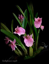 Lemboglossum majale. A species orchid