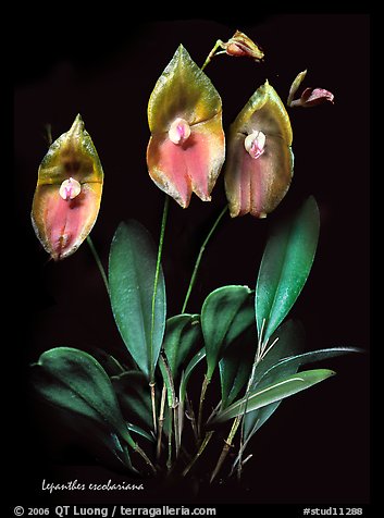 Lepanthes escobariana. A species orchid (color)