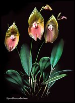 Lepanthes escobariana. A species orchid