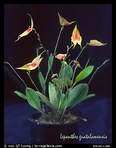 Lepanthes guatalamensis. A species orchid (color)