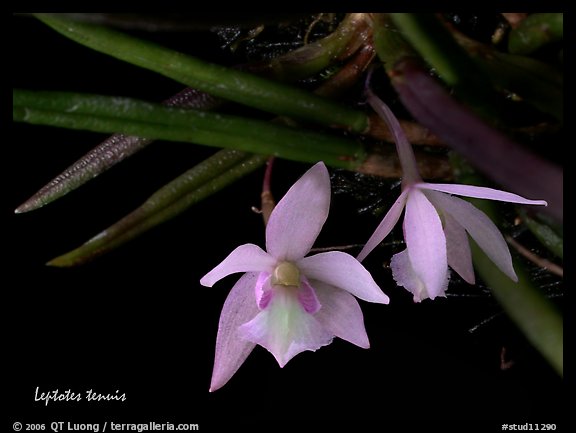 Leptotes tenuis. A species orchid