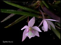 Leptotes tenuis. A species orchid (color)