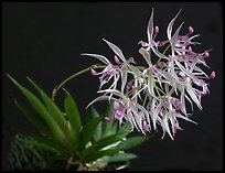 Macroclinium manabinum. A species orchid (color)