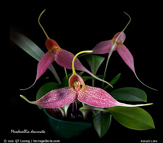 Masdevallia decumata. A species orchid (color)