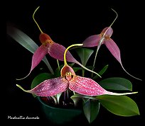 Masdevallia decumata. A species orchid (color)