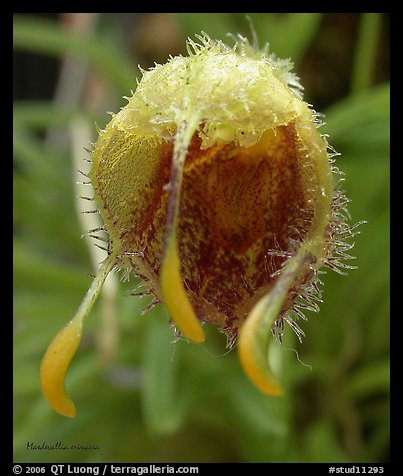 Masdevallia erinacea. A species orchid (color)