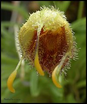 Masdevallia erinacea. A species orchid (color)