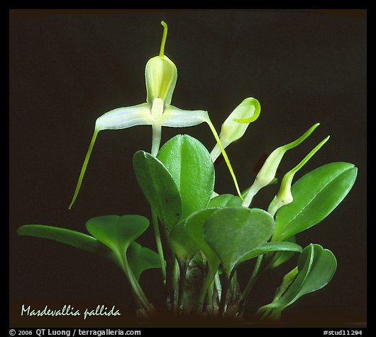 Masdevallia pallida. A species orchid