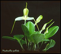 Masdevallia pallida. A species orchid