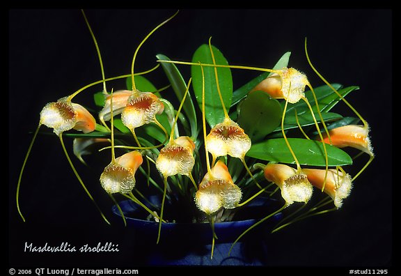 Masdevallia strobelii. A species orchid (color)