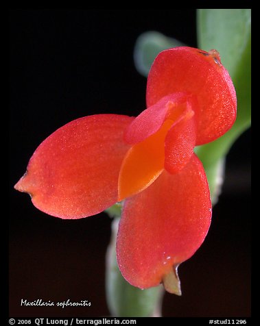 Maxillaria sophronitis. A species orchid (color)