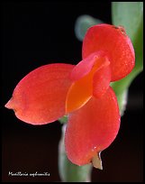 Maxillaria sophronitis. A species orchid (color)